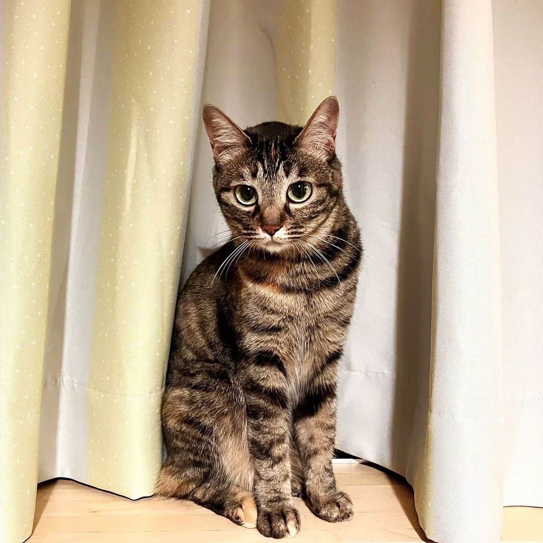 スーパーナブラのインスタグラム：「. . アイちゃん😺 ピーちゃん🐶  アイちゃん元気にしてますか？ コメントやメッセージ沢山頂くのですが めちゃくちゃ元気にしてます🙌  (ピーちゃんおまけになってごめんね🙏)  メダカを飼いましたが (最初3、亡くなってから追加で2) 皆んなお空へ😢 飼い方調べたけど間違えてたのかな😭？ 今はおまけでついてきたエビちゃんが1人🦐 元気にしてます！  #猫  #保護猫  #犬 #北海道 #メダカ #みなみぬまえび稚エビ#釣りガール#京都 #釣り#魚」