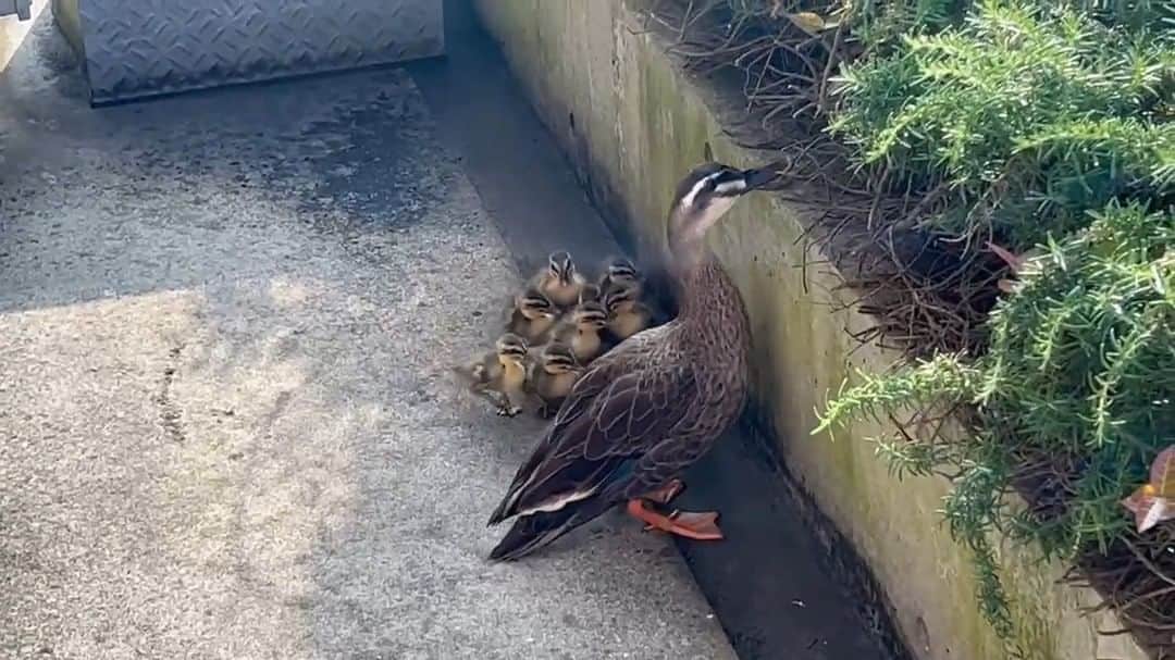 立教大学のインスタグラム：「池袋キャンパスにカルガモの親子がいました🦆 キャンパス内で孵化したのでしょうか。」