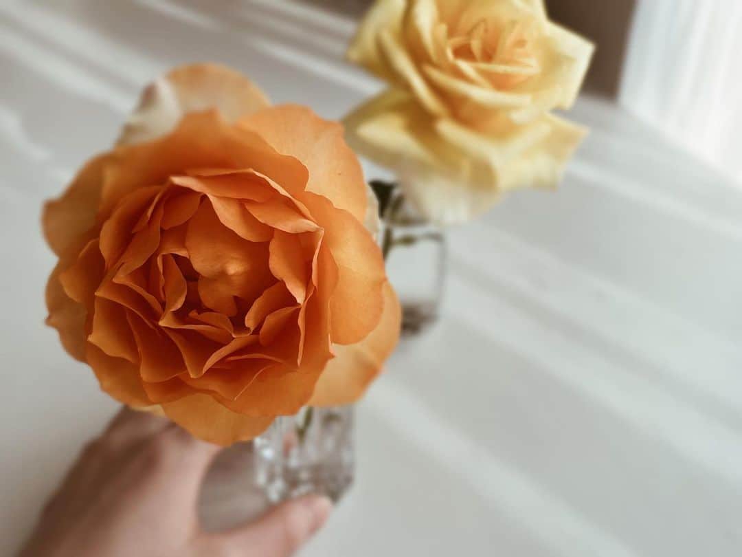 山本萩子さんのインスタグラム写真 - (山本萩子Instagram)「🤍🧡💛  自分の誕生月、10月の誕生花がオレンジバラだというのは昨年お仕事を通して初めて知ったのですが 実は母が大好きで、以前から長らく大切に育てているのがこのオレンジのバラ。偶然になんだか嬉しくなりました。  山本家ではバラの花はオレンジ、黄色、白色で統一されています。赤やピンクよりも、シックで可愛くて私も大好きな色合わせ。  花が開ききって大きく重くなれば、こうやって一輪挿しに飾って、至るところ(可愛すぎるヤツ🐈が食べるので、乗れない・届かないところ笑)に置いてあります。  今日の地元横浜は気温は高いけれど爽やかな陽気で気持ちいい！バレちゃんもベランダに出たいと懇願してきます☺️」5月28日 12時22分 - shuko.yamamoto