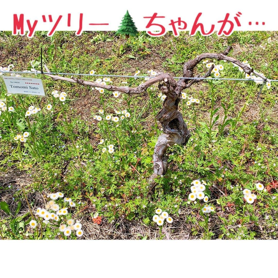 佐藤智美さんのインスタグラム写真 - (佐藤智美Instagram)「#奥野田ワイナリー #OVC …の、作業に参加してまいりました!!  今回の作業はブドウの樹の #芽かき作業  「さぁ…作業するぞぉおお〜〜」 と張り切って自分の樹に向かった所 「アレ？葉が……無い？」  どうやら担当していた 樹がお亡くなりになってしまったようです…。  ワイン用ブドウの栽培でポピュラーな 「垣根栽培」は 敢えてブドウの樹間を詰め密植させ 過酷な環境で実ったブドウを使うことで 美味しいワインを造ろうという方法   なので、 こういう事も 起こりやすいとのこと   残念ではありますが 今まで美味しいブドウを実らせるべく 闘ってきたMYツリーちゃん… 安らかに……✨  気を取り直して 作業後はお楽しみの #ランチ  今回は新作のワインがいっぱいな上に 大人気の 「芽かきの天ぷら」もいただきましたよ〜  帰りは勝沼まで移動し #縁側カフェ …で、ひと休み  名物の #4種白ワイン飲み比べセット #ブドウのピザ #季節のフルーツのパフェ しっかりいただきました〜  特に楽しみにしていた #いちごのパフェ …🍓🍓🍓は、高さもボリュームも しっかりあるのに ソフトクリームがさっぱりしているので ペロッと食べ切れちゃうのが不思議…  次の「桃」🍑の季節が楽しみで〜〜す😋  #ワイナリー #剪定 #ワイン用ブドウ #wine #vine #winery #pruning #vsp #cabernetsauvignon #カベルネソーヴィニヨン」5月28日 13時56分 - tomo_monmon