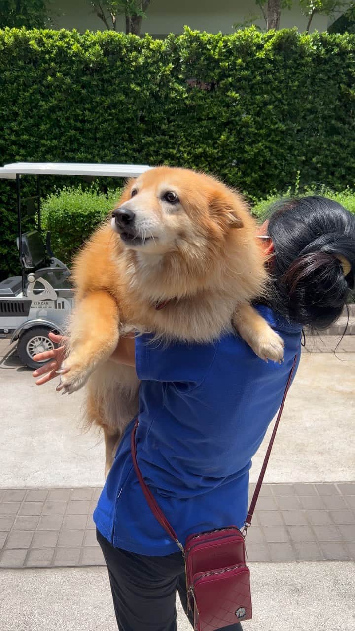 アム・パチャラパーのインスタグラム：「❤️🐶」
