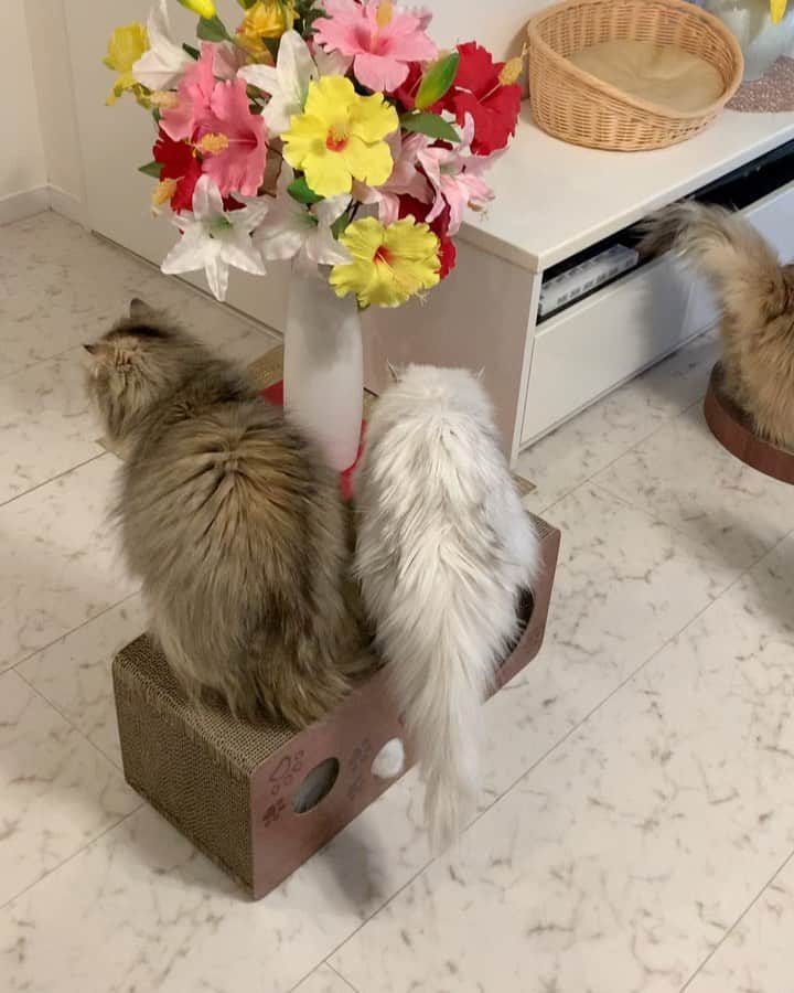 12 Chinchilla Persianのインスタグラム：「Sharing is caring .. or not 🤭  #cat #catsofinstagram」