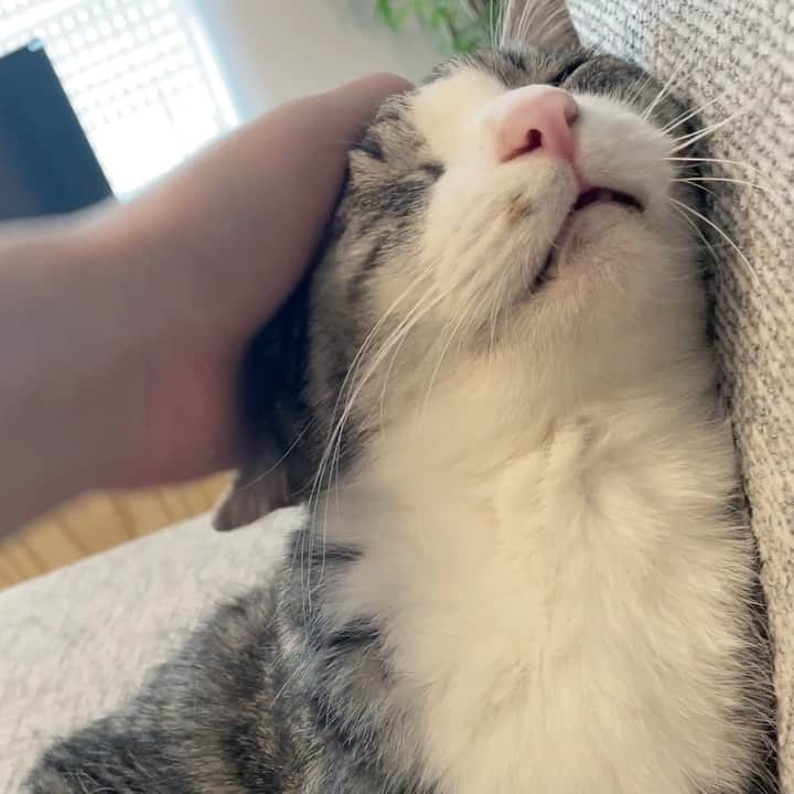 のインスタグラム：「めんま🐈なでなでなでなで #ねこすたぐらむ」