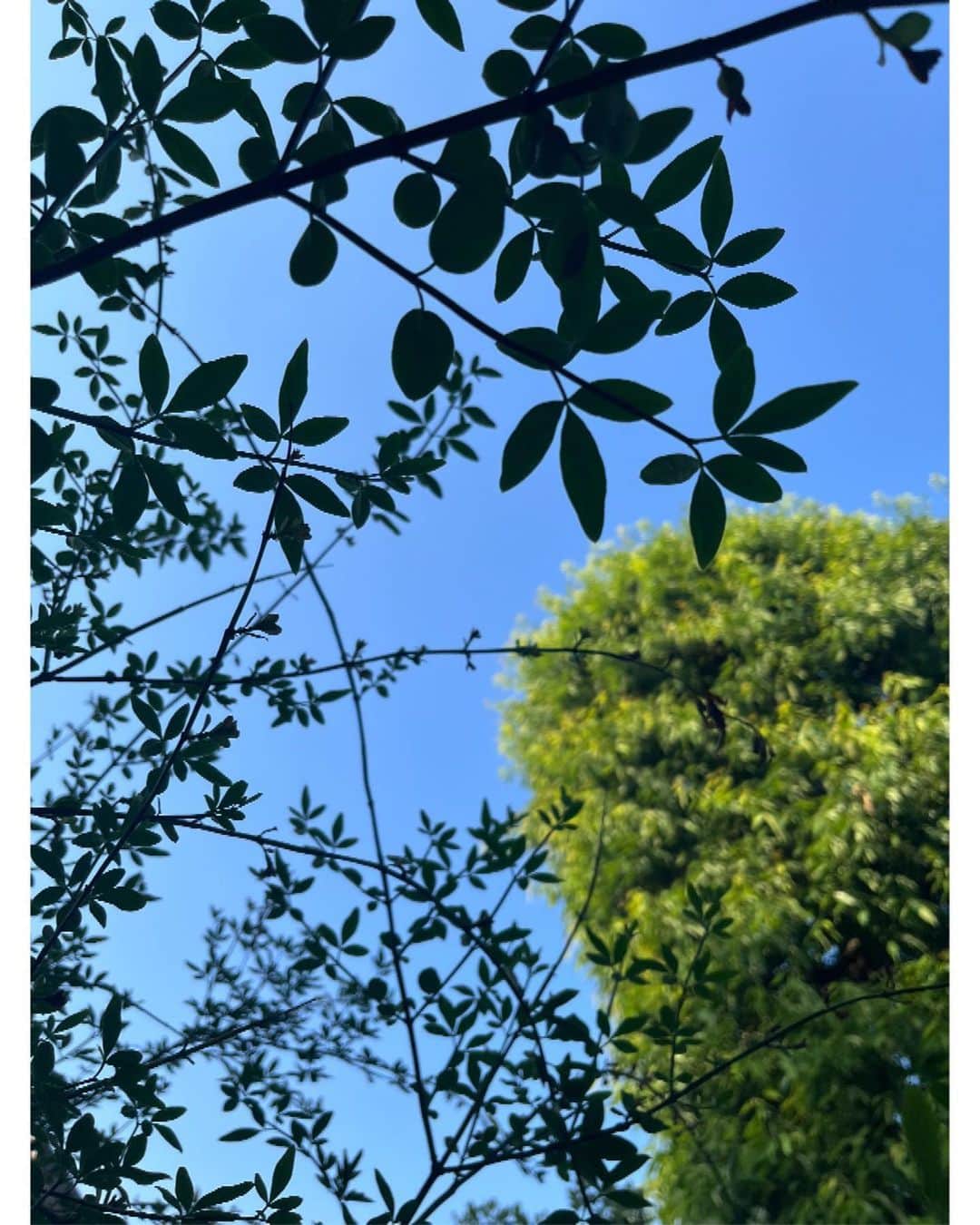 のインスタグラム：「空が「夏」してる。 ・ 妹がボロネーゼパスタをマスターしてました」