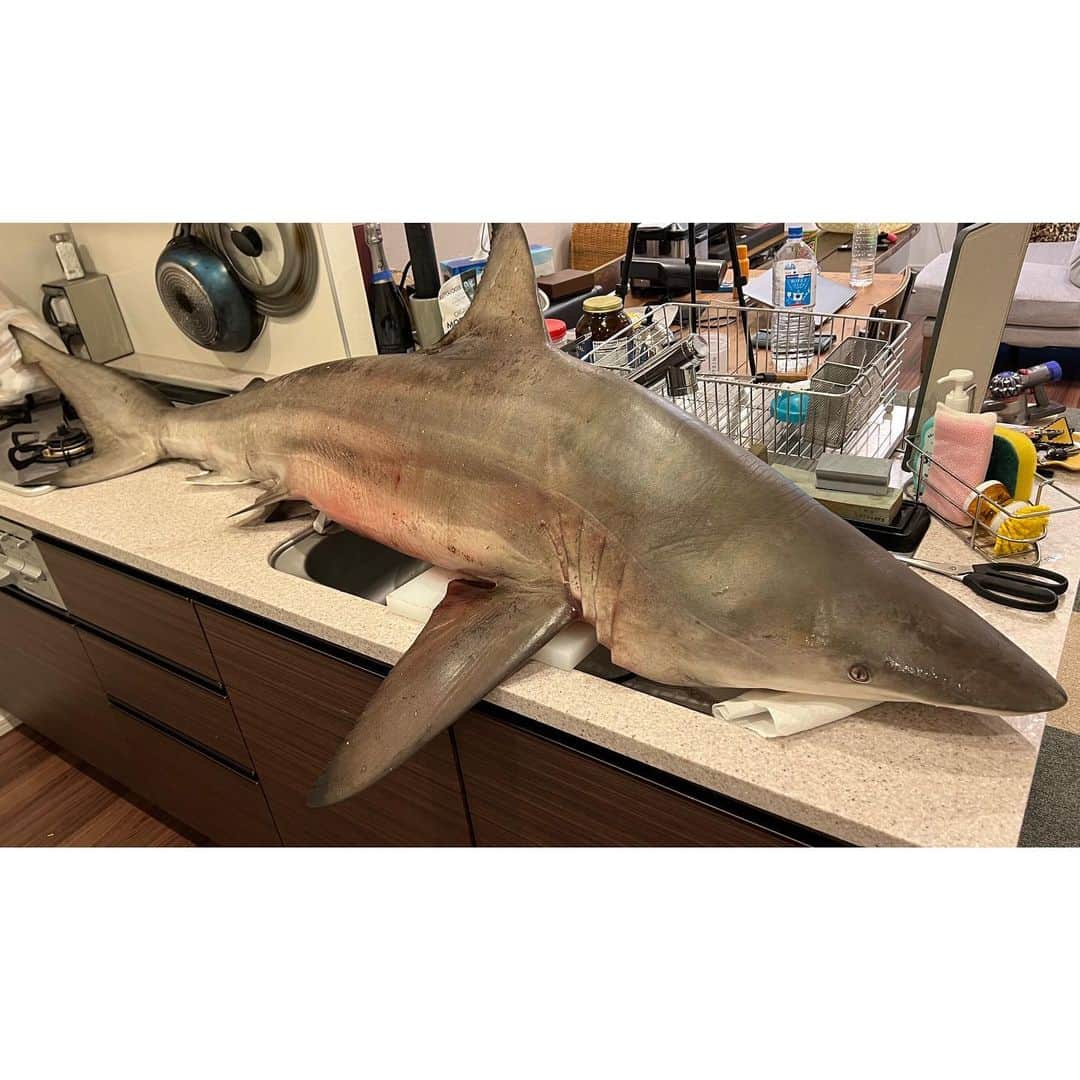 トミックのインスタグラム：「45kgのサメをキッチンで解体したよ🦈  #トミック  #youtuber  #サメ  #shark  #tomikkunet  #youtuber好きな人と繋がりたい  #一般家庭のキッチンは40kg以上の魚置くと壊れます」