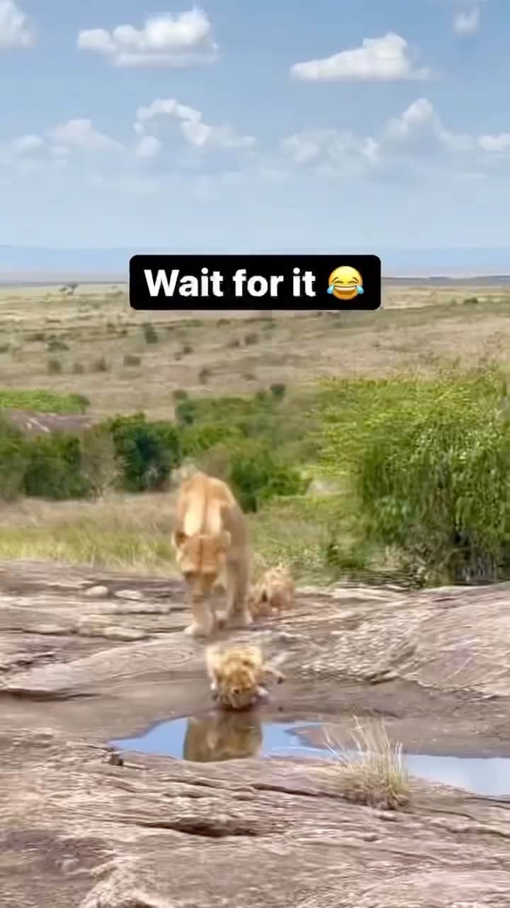 Daily The Best And Funniest Videosのインスタグラム：「Scared lion cub 🤯🦁 Video by @varun.aditya」