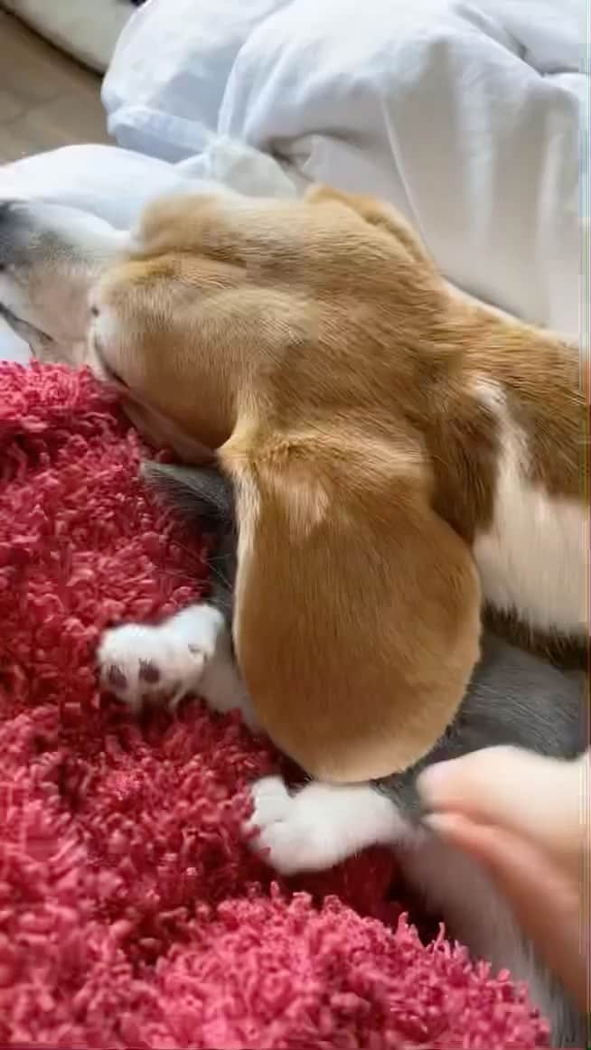 animals.coのインスタグラム：「Cat using the dogs ear as a blanket 😍 Video by @thebeagleandthebun」