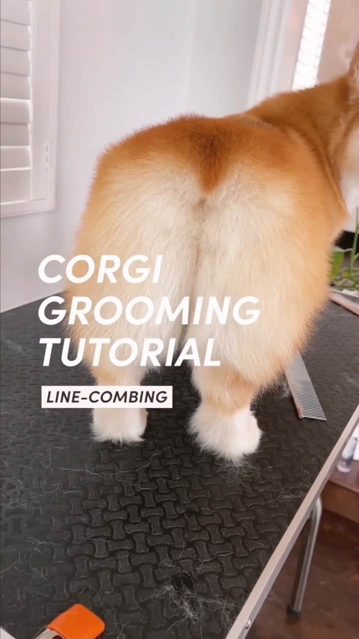 のインスタグラム：「How to groom a corgi: line-combing!  Many people think maintaining nice fur is about giving frequent baths, but the secret is combing on a regular basis to get the loose hairs out and distribute natural oils for extra shine. Geordi rarely gets a bath (maybe once every 6 weeks) but the combing keeps his coat looking beautiful!   Special thanks to @sauteed_sass who gives me the best grooming tips! 💛」