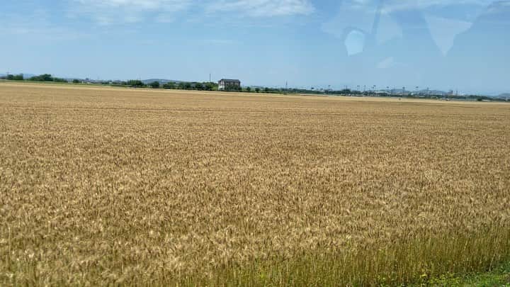 木原稔のインスタグラム：「小麦の収穫時期です！その後は田植えとなります。」