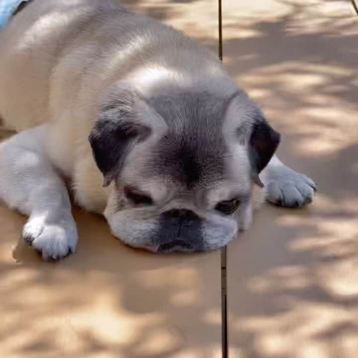 八兵衛のインスタグラム：「Hachibei🌿 * *  #ほぼ黒パグ #おじいちゃん犬 #15歳8か月  #pug #puggy #puglife #puglove #petstagram #pugstagram #pugsofinstagram #pugs #dog #八兵衛 #はちべえ #amazonpets」