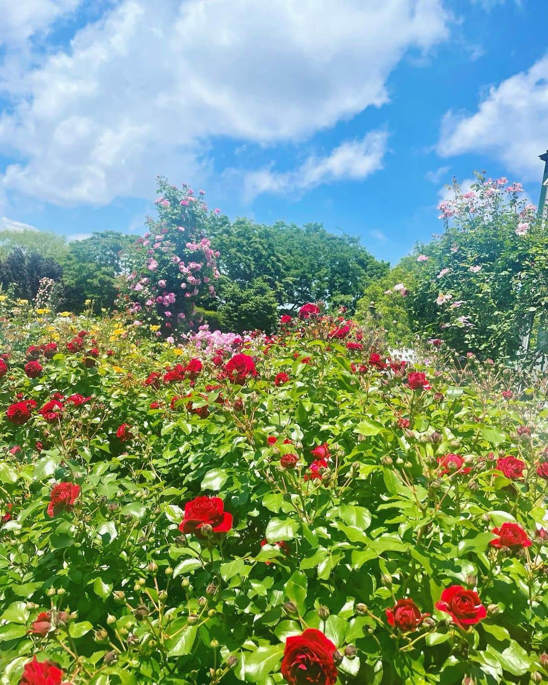 西谷麻糸呂のインスタグラム：「素敵な場所でロケしてきました📷  トゲ刺さらないように歩くの大変だった🤗🥀  お知らせ待ってて下さいね☺︎  #バラ園 #撮影」