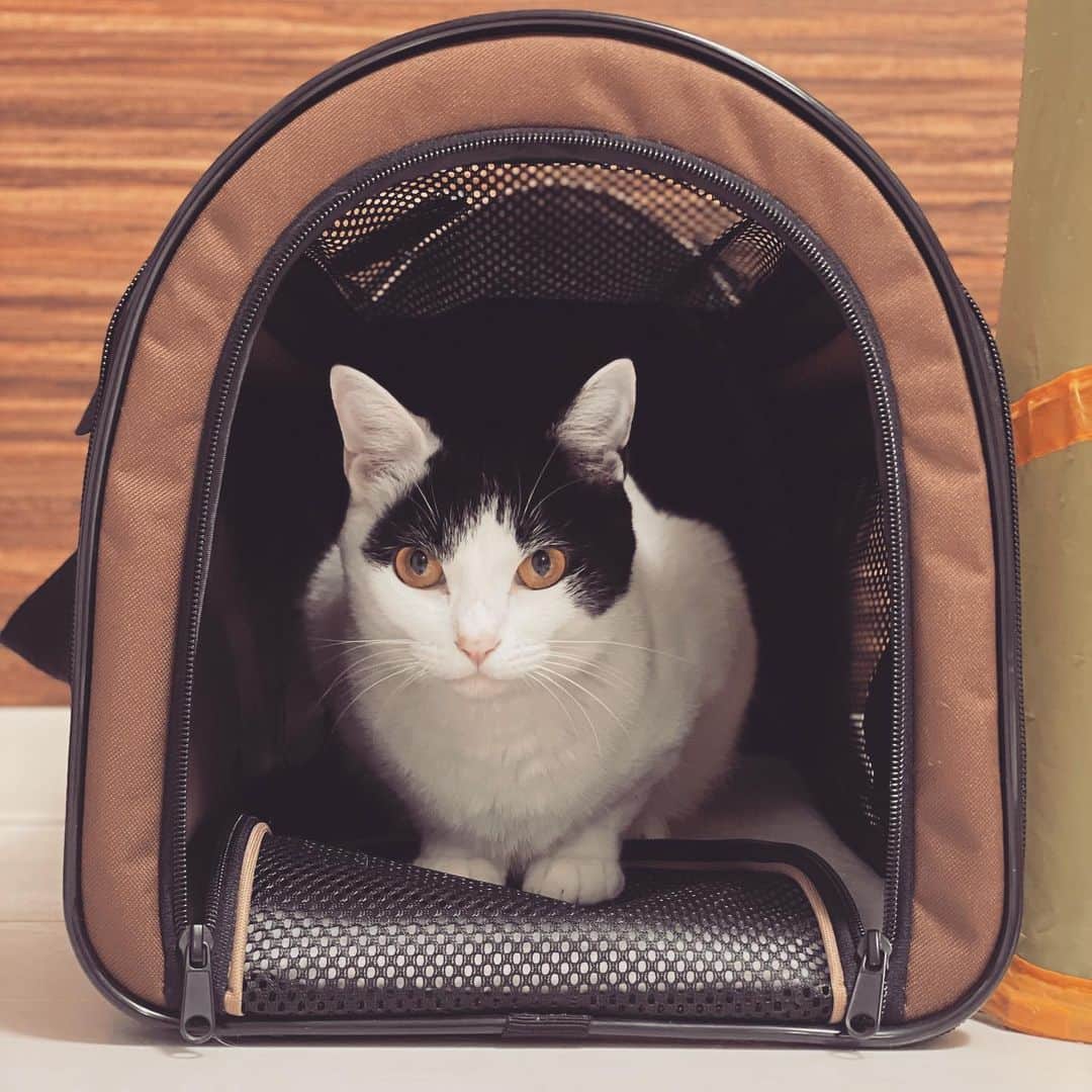 KAZUYAのインスタグラム：「自分から入ってくれるので、お出かけは楽ちん。 #猫 #cat」