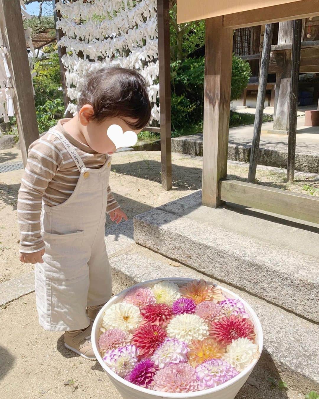 坂田風音のインスタグラム：「⁡ ⁡ 明日香村の岡寺🍃 池などにお花が沢山浮かんでて めっちゃ綺麗やった😌 ⁡ 息子が綺麗なお花を見て にこにこしてて癒された~~~✿✿✿」