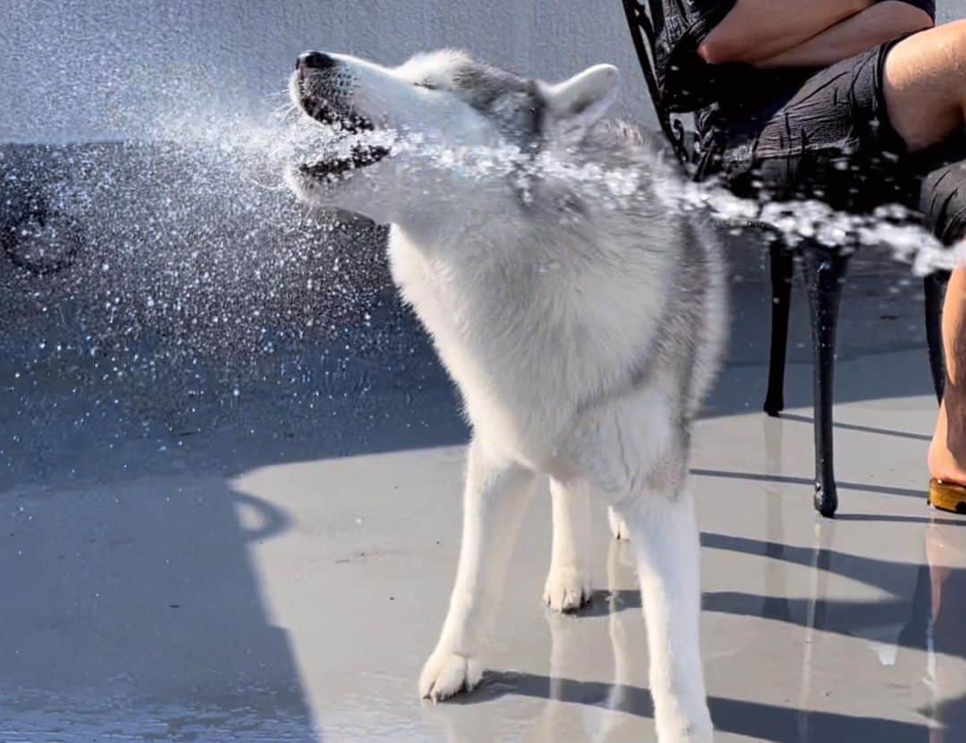 プピプピ文太さんのインスタグラム写真 - (プピプピ文太Instagram)「今年も水遊びの時期がやってきた！ 果敢に挑んでたよ🌻✨ #siberianhusky #husky #dog #シベリアンハスキー　#犬」5月29日 22時53分 - pupipupi_pupipi