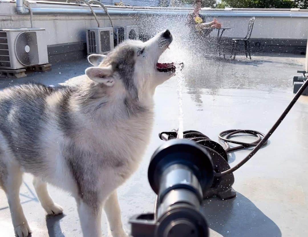 プピプピ文太のインスタグラム：「今年も水遊びの時期がやってきた！ 果敢に挑んでたよ🌻✨ #siberianhusky #husky #dog #シベリアンハスキー　#犬」