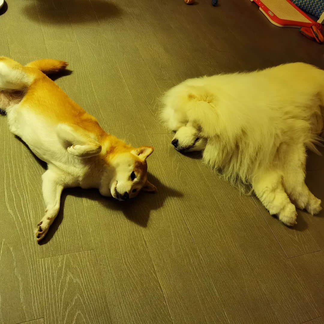 Alex Toのインスタグラム：「🙃🙃🙃 #cute #dog #doglover #dogsofinstagram #dogoftheday #dogofthedayjp #dogstagram #fluffy #hkig #hongkong #ilovemydog #instadog #instagood #instamood #instagraphy #instapic #samoyedoninstagram #pet #petlovers #petsofinstagram #petstagram #photooftheday #puppy #pupsofinstagram #samoyed #samoyedsofinstagram #webstagram #犬 #サモエド」
