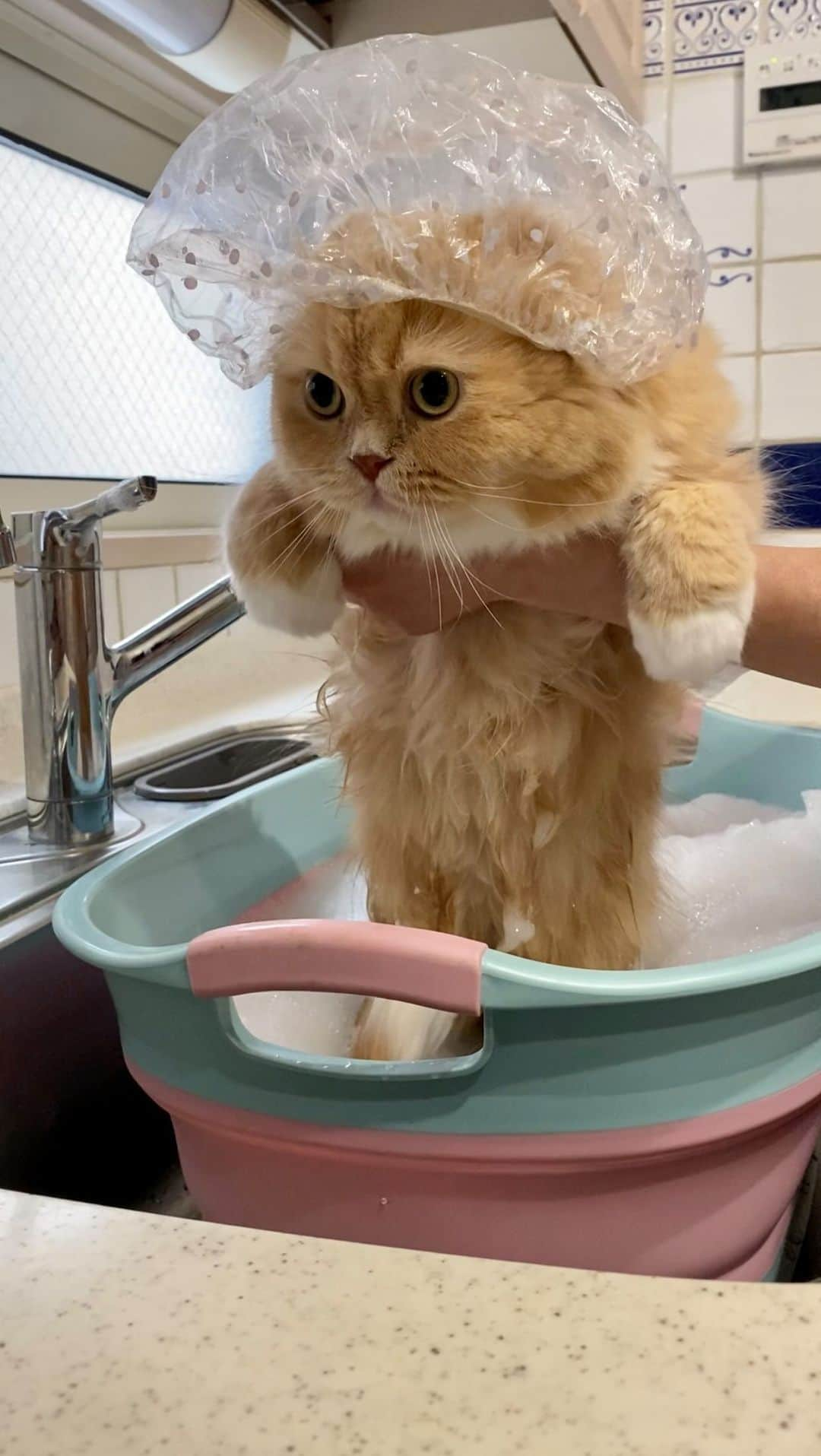 ベルのインスタグラム：「. Bath time🚿🛁  小顔のすずちゃんには シャワーキャップ大きかったみたい🤭  #ベルすずリンちゃんのシャンプーday #猫のシャンプー . . #ずっ友隊🐈‍⬛ #みんにゃみんにゃ幸せになぁれ  #ミヌエットのベルちゃん #スコティッシュフォールドのすずちゃん  NAME : Bell  ベルちゃん Breed : minuet  ミヌエット 🎂 : 2016.5.15  6歳 ・ NAME : Suzu すずちゃん Breed : Scottish fold スコティッシュフォールド 🎂 : 2018.3.21  4歳 ・ Lindor リンドール Breed : Teacup poodle ティーカッププードル 🎂 : 2019.7.18〜2020.9.14」