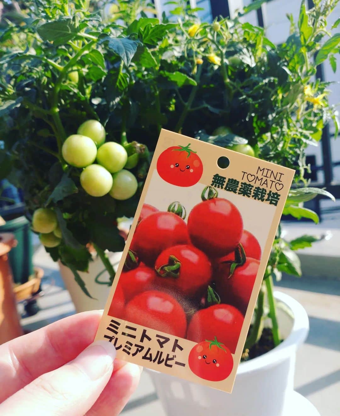 工藤亜耶のインスタグラム：「おはようございます(^^)  トマト育て始めましたw 昨日買ったので実になってからのもの！ 熟れてたの食べたらメチャクチャ美味しかった！！  部屋にいる葉っぱたちにも少し朝日を😆  トマトに成功したら、他のものにも手を出したい(^o^)  徐々に植物育てられるようになってきた！！  花が1番難しいなぁ🤔」