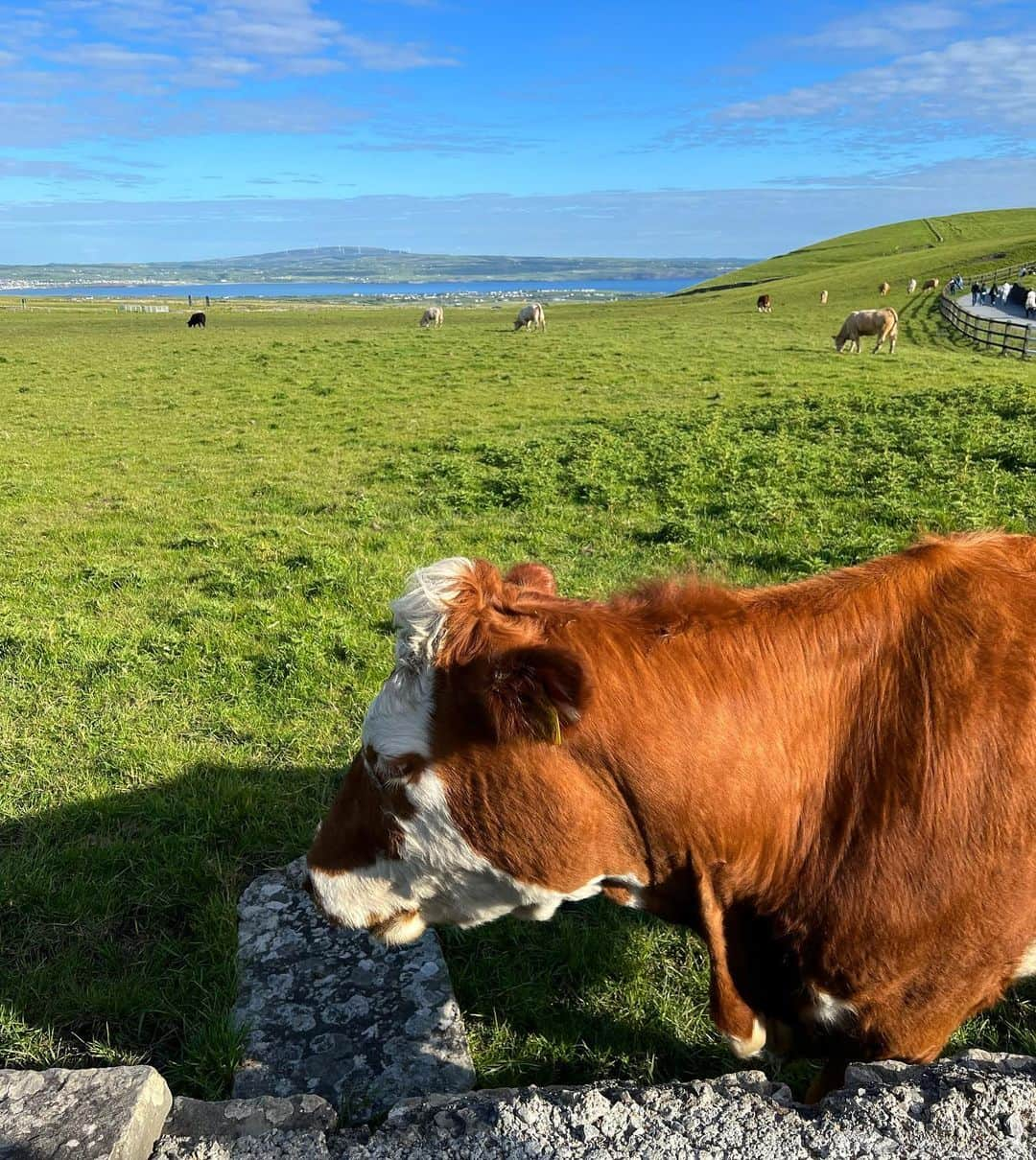 ダグラス・ラザノさんのインスタグラム写真 - (ダグラス・ラザノInstagram)「Castles, cows and Cliffs. Ireland, you are wonderful ❤️🇮🇪  #dublin #galway #ireland #cliffsofmoher #kylemoreabbey #dogsbay」5月30日 21時37分 - douglasrazzano