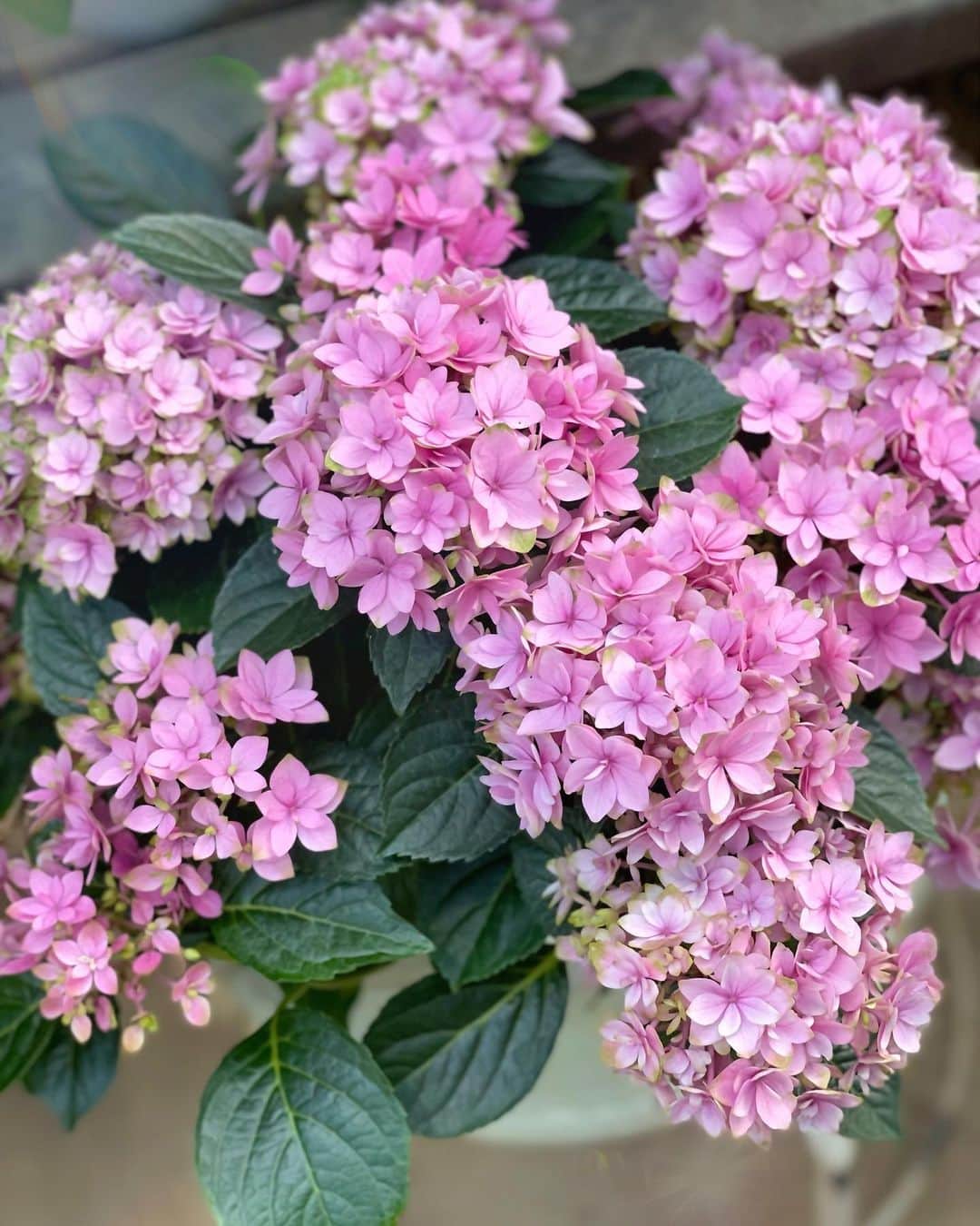 瀬戸早妃のインスタグラム：「おはようございます💕 　 昨年から我が家で育ててる紫陽花が 今年も綺麗に咲いてくれました…🥰✨  お花って元気もらえるよね♫🌼　  今日もみなさんにとって 幸せな1日になりますように🤍🤍  #flowers  #flowerstagram  #お花のある暮らし  #ガーデニング #ガーデニングライフ  #gardenning  #紫陽花」