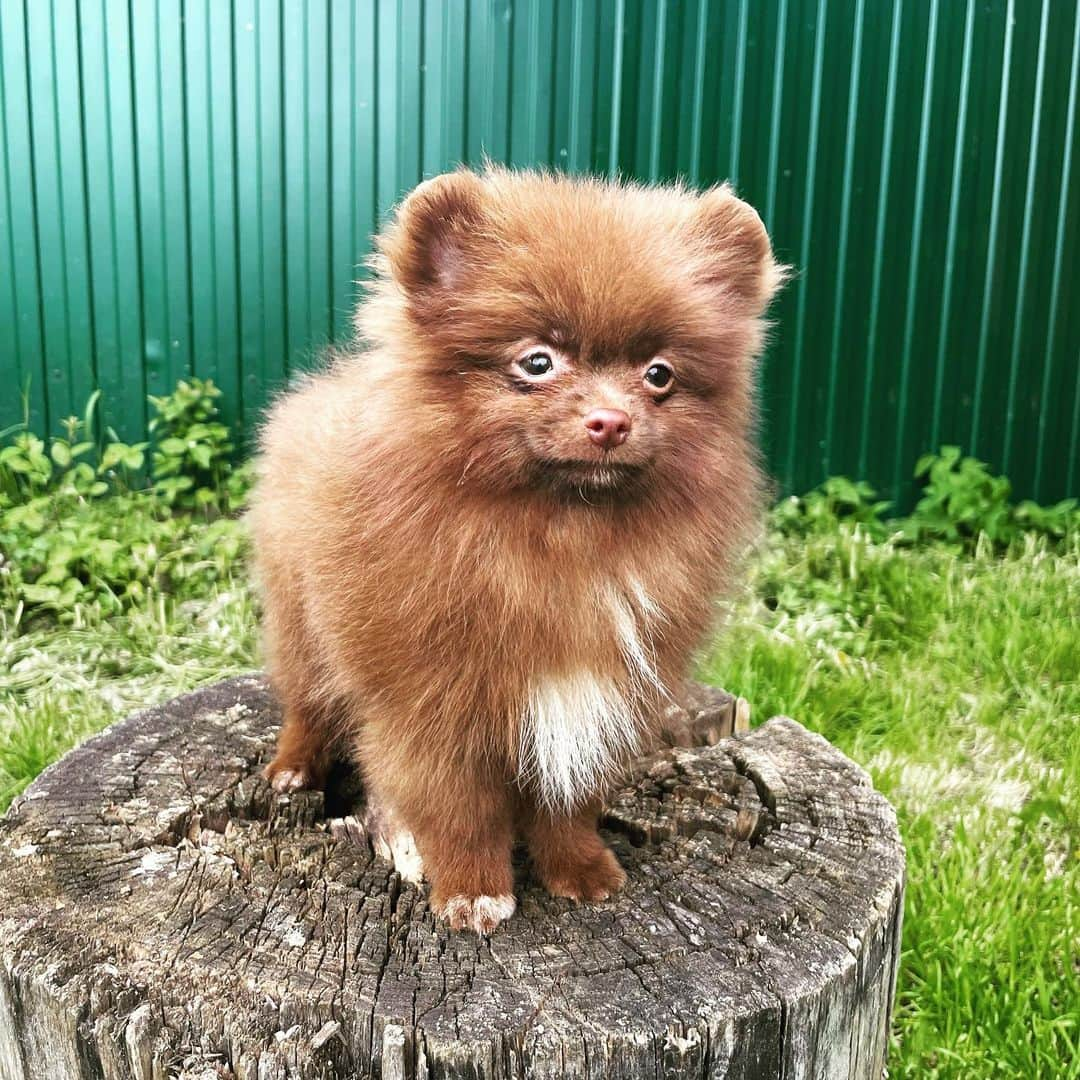 Puppy For Sale.のインスタグラム：「Прелестная девочка померанского шпица шоколадного окраса❤️  Beautiful pomeranian female chocolate colours ❤️ ⠀ For more information, contact Direct or Whatsapp☺️」