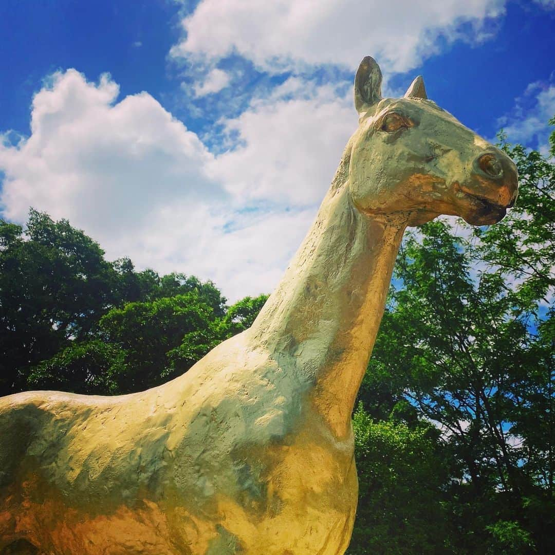 流川楓のインスタグラム：「待ち受けにしよかな🐴 #府中競馬場#競馬#神頼み」