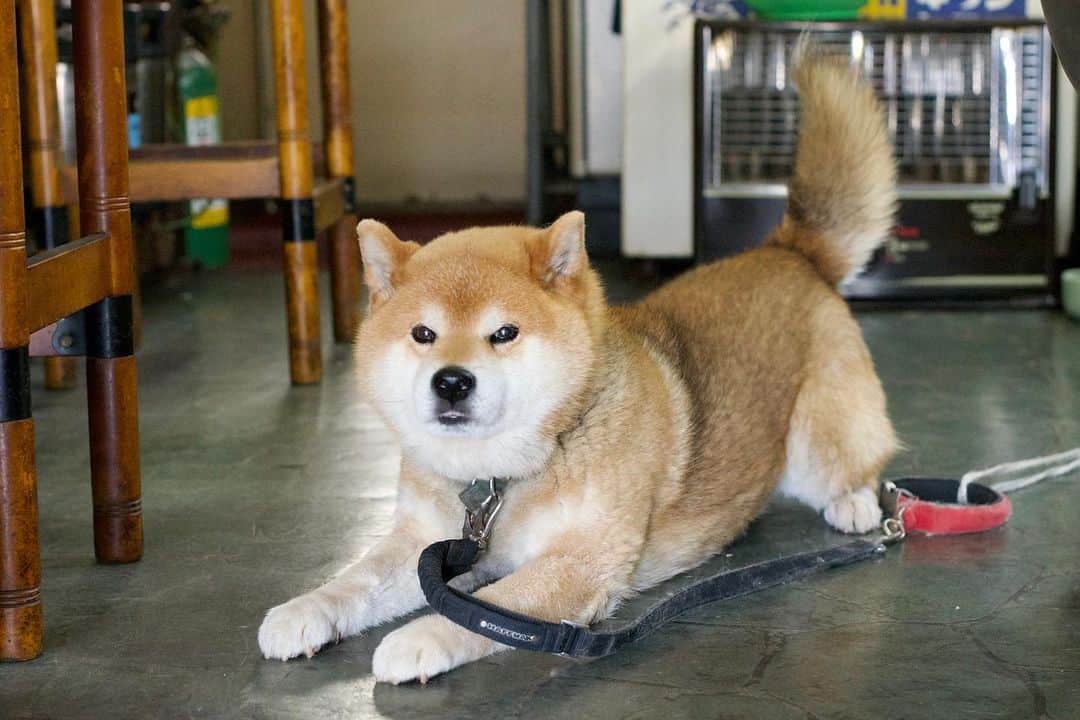 Ryujiのインスタグラム：「Good afternoon.😄 The exterior wall of wife’s shop has been under repair work. So I'm spending time in the shop.👅 ごきげんよう🍞 ヨメのお店が外壁修繕工事中だから、ぼくお店の中にいます👅 #焼き上がってら#ねじりパン#涼しいな#柴尻#店番#pancakes#macho#guarddog#nakedgeneral#goodmorning#おはよう」