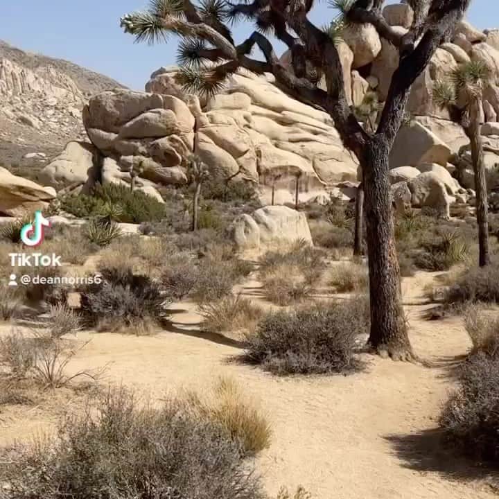 ディーン・ノリスのインスタグラム：「In the desert on a horse with no name」