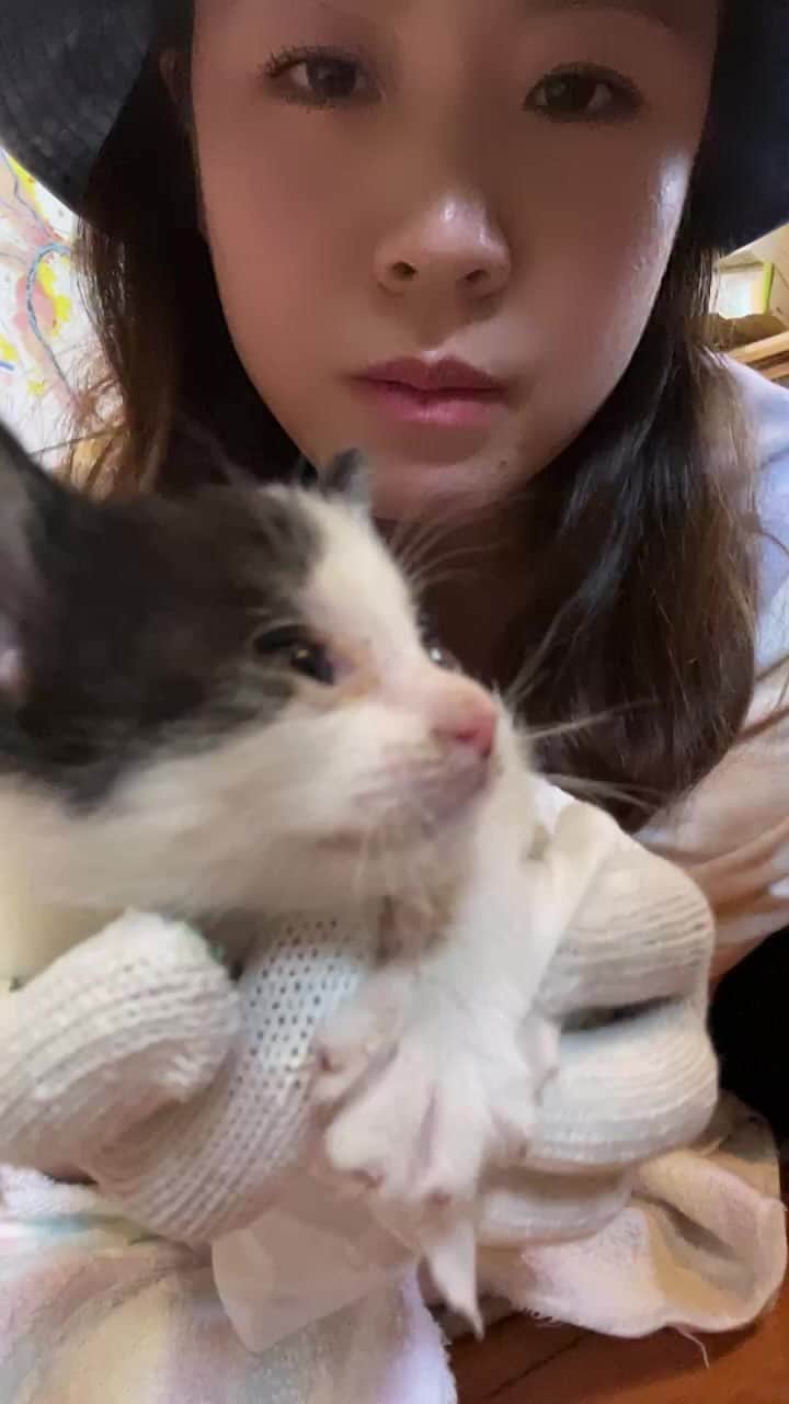 hoshinofumikaのインスタグラム：「子猫見つけたー！」