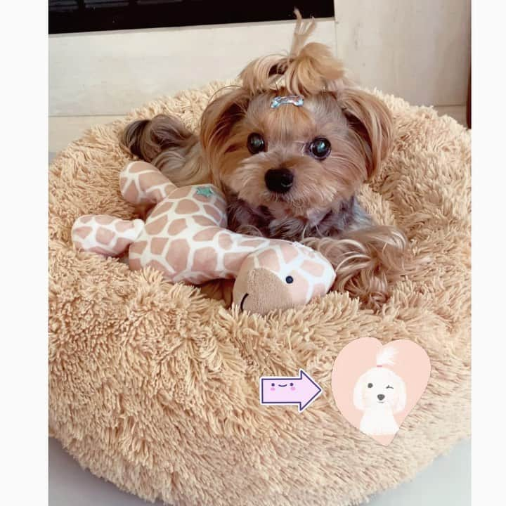 Kodie Bearのインスタグラム：「🌸Somie still bugs 👀🐛🐞🐛 the heck outta me - every day 🙄🙄but she’s still sweet and I love her so much. 🐶❤️」