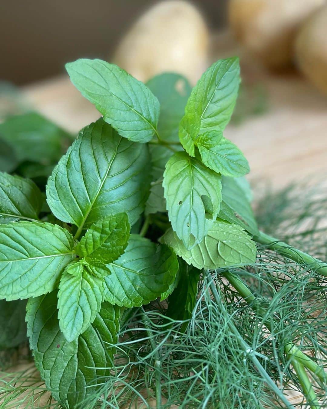 のインスタグラム：「🐛庭のハーブ🪲虫たちが食べた後でも🌱まだ食べられる所あります😊夜ごはんのポテトサラダに入れよ🥙The bugs have been munching away on my garden herbs, but there's still enough to add to a potato salad for dinner🥙🌱🙆🏼‍♀️  🕊Peace & Kindness🕊  ✨May all your dreams come true✨  #ハーブ #庭」