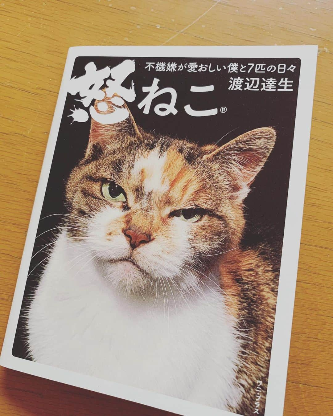 香坂みゆきさんのインスタグラム写真 - (香坂みゆきInstagram)「iPhoneで撮ったって言う たっちゃん家の猫さん達〜 自由だわ いい感じだわ💕  #怒ねこ不機嫌が愛おしい僕と7匹の日々  #渡辺達夫  #ワニプラス  #ワニブックス @tatsuowatanabe」6月1日 15時55分 - miyuky__way