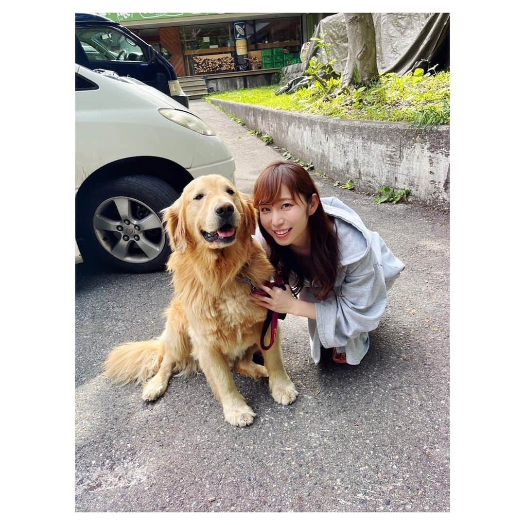 塩地美澄のインスタグラム：「ヴィレッジヴァンガード 公式フリーペーパー 『VV magazine』vol.95に 掲載いただきました‼︎  ヴィレヴァン全国の店頭で無料配布中です。 手に取ってみてくださいね🌻  それとは別に 一昨日からとあるロケでお世話になった MICASA（@群馬）看板犬スクービーと📸  ✅最新Blu-ray&DVD「そっと愛して」  ✅最新デジタル写真集「女子アナ桃源郷」  ✅最新写真集『Nocturne』 #ゴールデンレトリバー #塩地美澄」
