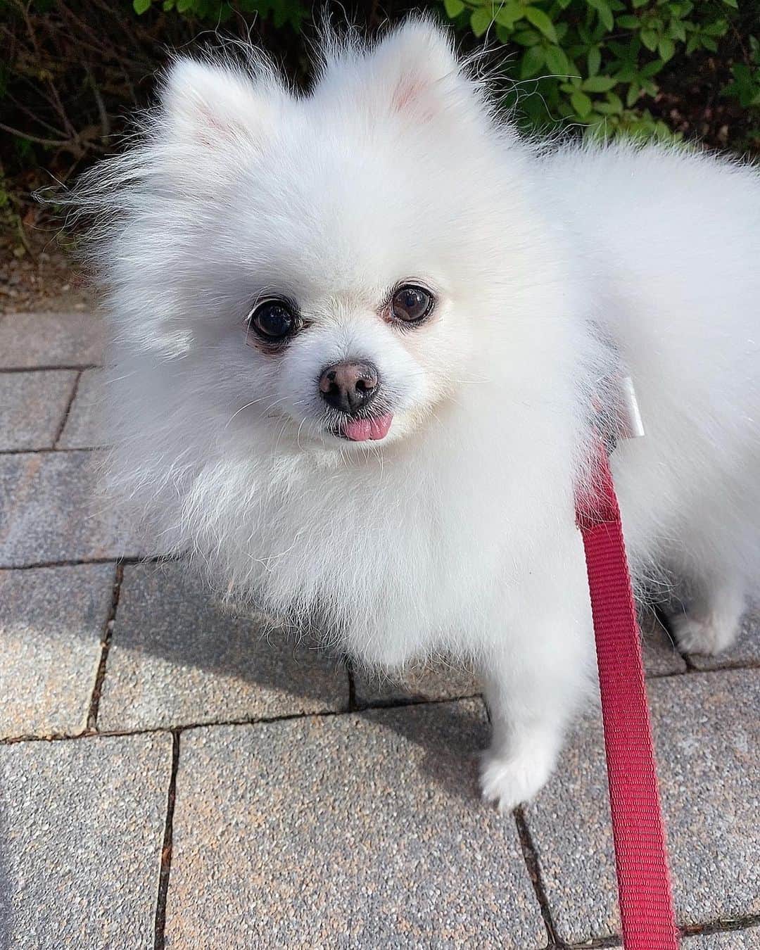 ソ・ジヘのインスタグラム：「있다없으니 더보고프넹🐶」