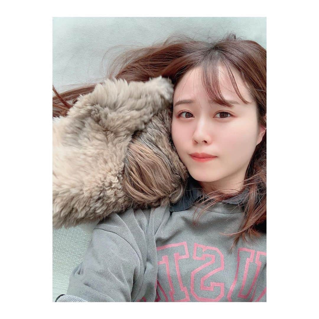 日岡なつみのインスタグラム：「🐶💥🥲  寝転ぶと、頭ほりほりされる この写真まだ余裕あるけど、このあと本格的にがりがりしてくるから、ｲﾀﾞﾀﾞﾀﾞﾀﾞって毎回なる… でもかわいいから許す。  すみれ♀MIX犬(シーズー×トイプードル) #しゅみれぐらむ  #犬 #シープー #トイプードル  #シーズー #ミックス #ミックス犬 #いぬすたぐらむ  #犬のいる暮らし #犬好きな人と繋がりたい  #dog #dogstagram #instadog」