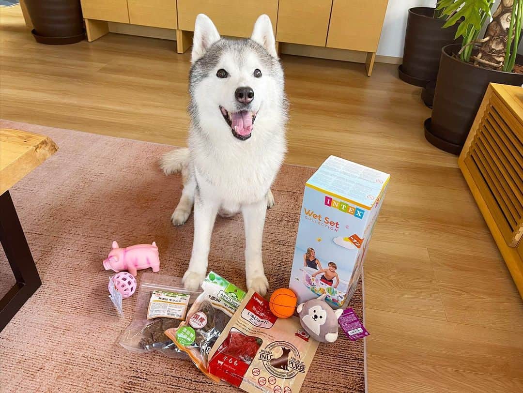プピプピ文太のインスタグラム：「今日は文ちゃんの誕生日🎉 ㊗️12歳おめでとう🎊 プレゼントとオヤツいっぱいゲットして嬉しみのぶーちゃん😎 朝から豪華朝ごはんも食べたんだよー☺️ #siberianhusky  #husky #dog #シベリアンハスキー　#犬　#誕生日おめでとう」