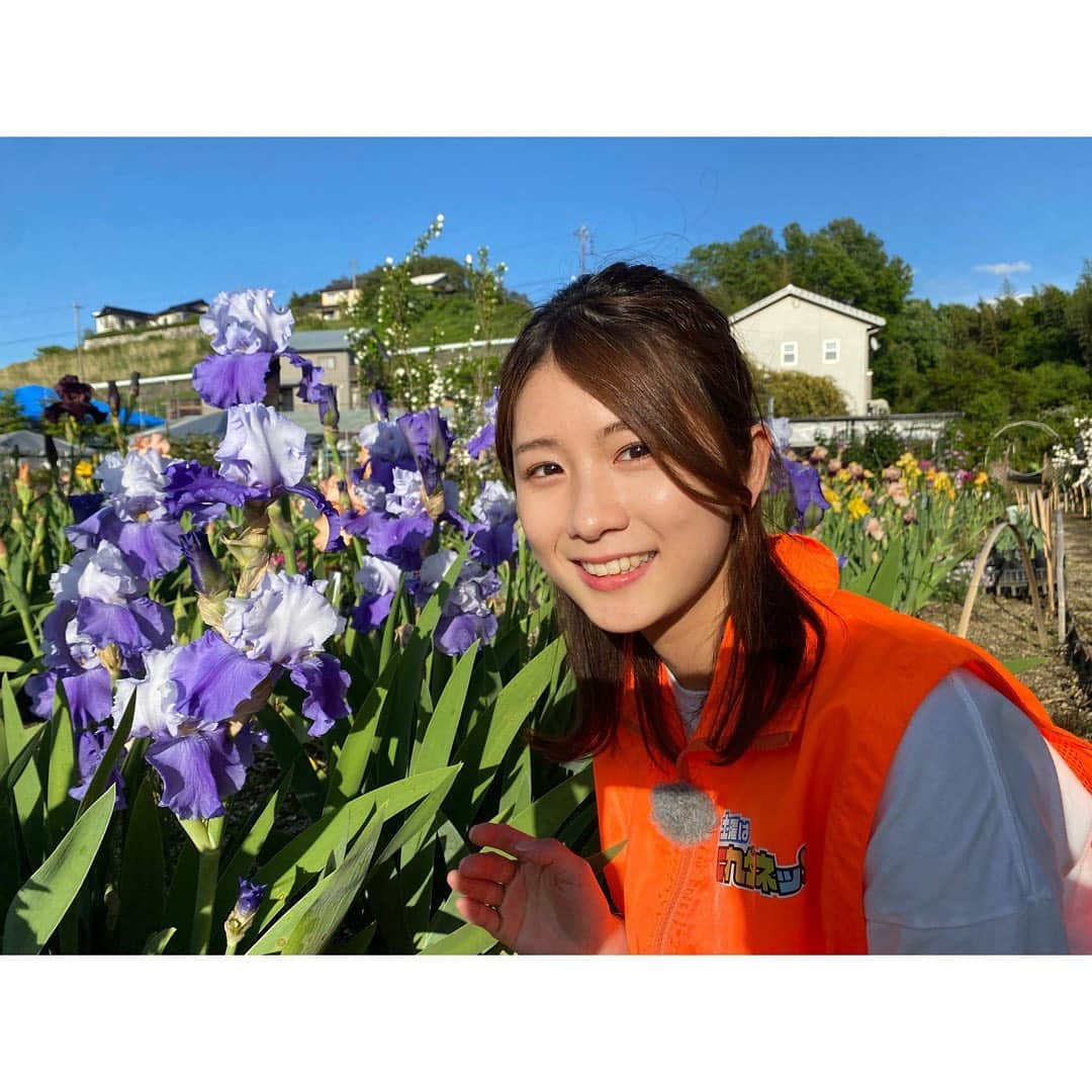 尾島早都樹のインスタグラム：「春〜初夏の季節限定ガーデン 豊丘村の豊丘アイリス園から中継でした 🎥💐  植わっている花の種類は500種類超！！ ジャーマンアイリスやバラ、 クレマチス、芍薬など 色とりどりの花の共演を楽しめます🌸🌼🌹🏵  約20年前にオーナーの田戸さんが 趣味で始めたアイリス園。 コロナ禍や自然災害などお1人で育てるには さまざまなご苦労もあったそうですが、 毎年楽しみにしている来園者の声が嬉しくて ここまで続けてこれたそう。  愛情たっぷりに育てられたお花たち。 それぞれのお花がそれぞれの色を 互いに引き立て合うように植えられていて、 見ているだけでその思いが伝わってきます！  ちなみに、写真⑦のジャーマンアイリス。 その名も「#としちゃん ？」  近所の奥様からいただいたいた品種で、 名前が分からずその奥様の名前をつけて 育てているそうです🤣♡ お茶目でかわいいオーナーさん🤣❤️  もう #としちゃん のままでもいい気がしますが🤣！ 分かる方いますか？  次もみなさんの街へ！！ #尾島がおじゃまします 👟🎤  #長野放送 #土曜はこれダネッ #アナウンサー #女子アナ  #中継 #リポーター #信州 #長野県 #豊丘村 #ジャーマンアイリス #アイリス #豊丘アイリス園 #フラワーガーデン #いつもさつき晴れ☀️✌🏻」