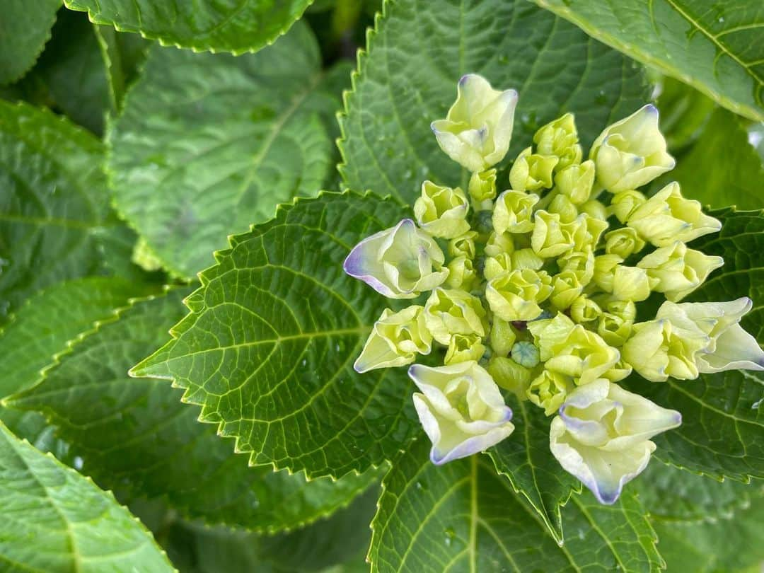 江川清音のインスタグラム：「「ウェザーニュースのあじさい」 ⁡ 1株だけのこの紫陽花。 これから楽しみですね☺️💜 ⁡ #あじさい #紫陽花 #ウェザーニュース #ウェザーニュースのあじさい #花 #梅雨 #季節のお花 #フラワーアーティスト #フローリスト」