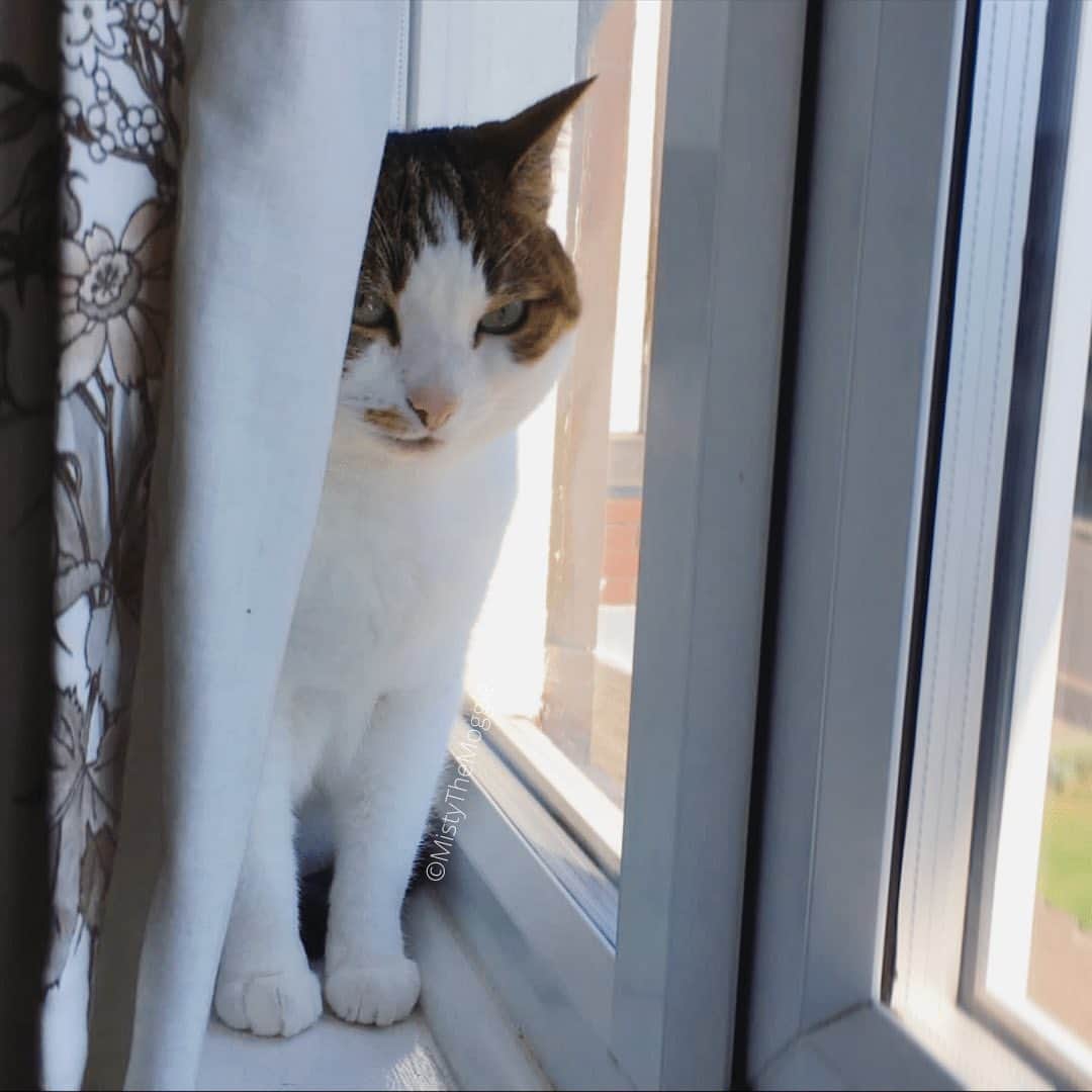 Misty The Moggieのインスタグラム