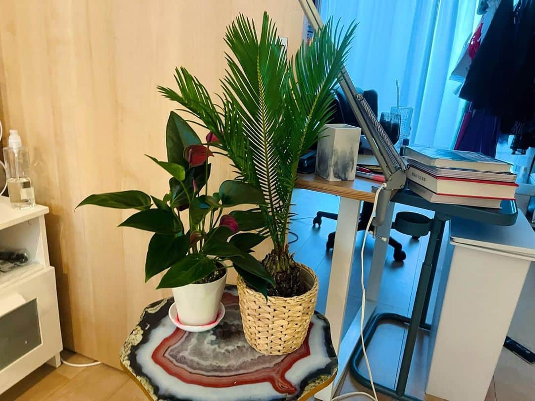 水野しずのインスタグラム：「急に部屋に植物を置きたくてしかたなくなって買ってきた。ソテツと謎です🪴」