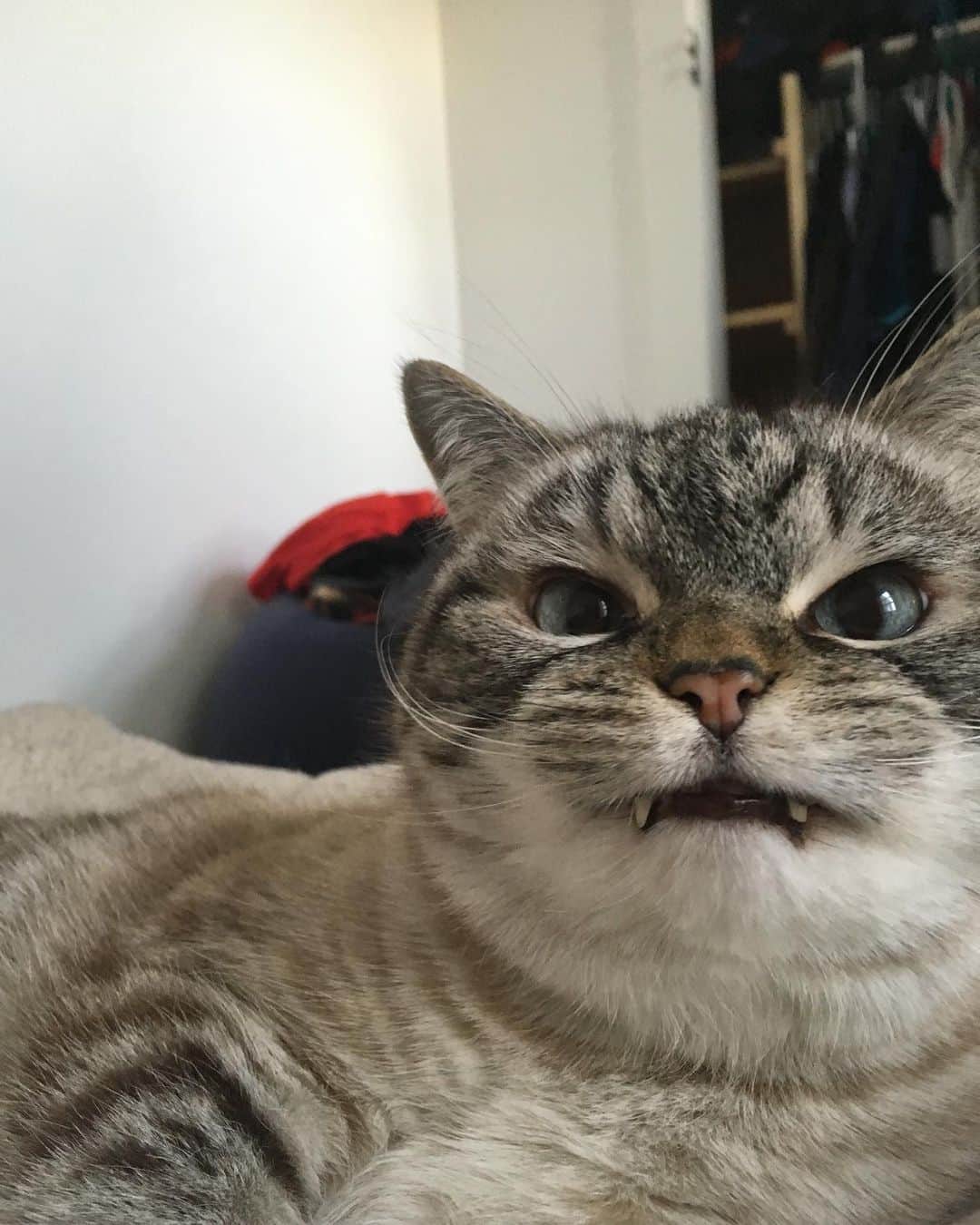 Lokiのインスタグラム：「It’s been a minute 😼 #catstagram #catsagram #cat #cats #kitten #instacat  #catsofinstagram #catsoninstagram #pet #pets  #cute #cutecat  #instacat_meows #catoftheday #gato #cats_of_instagram  #cutepetclub #thedailykitten  #kittycat #catlover #ilovecats #animals #meow #instacute #photooftheday #animaladdicts #nature_cuties #igcutest_animals」