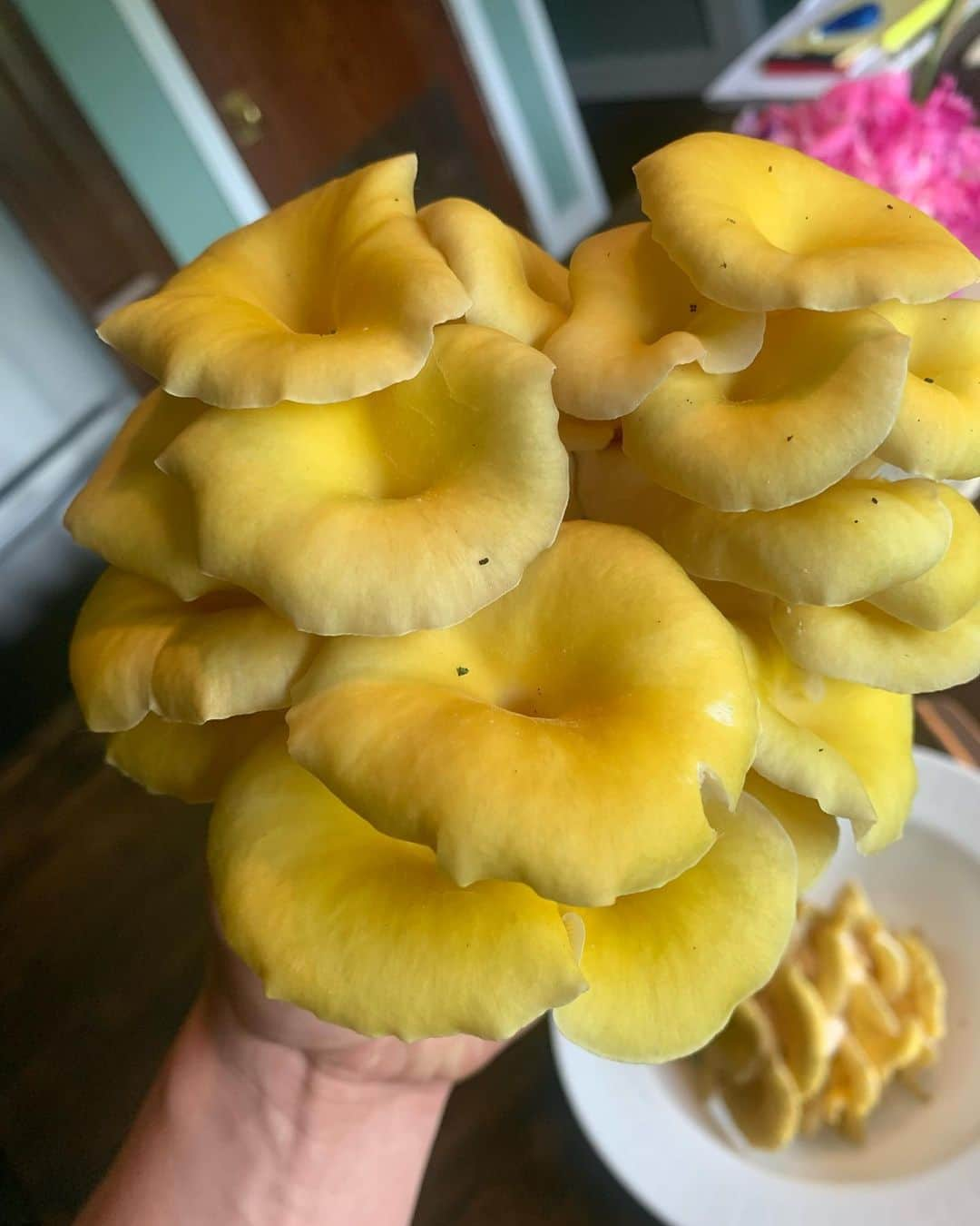 キーファー・ハベルさんのインスタグラム写真 - (キーファー・ハベルInstagram)「Golden oyster mushroom- Pleurotus citrinopileatus」6月3日 0時59分 - chiefkeifofreef