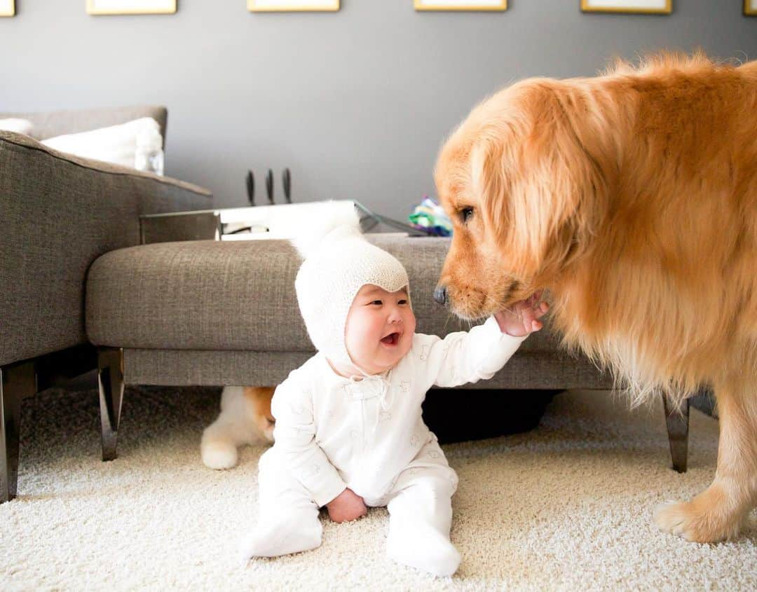 Buddy Boo Blueさんのインスタグラム写真 - (Buddy Boo BlueInstagram)「Bluebeary went to be reunited with his big brothers yesterday. We miss him terribly, and no matter how many times you go through this nothing prepares you for the deep pain of losing a beloved dog/family member. Bluebeary was the purest form of love. He was happiest when we were all together, and if we ever were in different parts of the house, he would find a spot to lay somewhere in the middle. If he saw any conflict like Bean growling at Benny, he would ever so calmly walk over and casually plant himself between the two of them. He never met a person he didn’t want to be best friends with. He was a little wary of his human sisters’ energy, but he gave them as many kisses as they demanded and loved napping with them. He took every chance he could get to steal food off the counter or our hands, and he never regretted this decision. He had so much energy that we had to enroll him in a doggy bootcamp, and we were told by 3 different professional trainers that he’s a bundle of love with impulse control problems 😂 … he did not see any issues with this, and it made his displays of love big and endless. We are so lucky that we were chosen to be his family. We love you so much, Bluebeary, and we will never stop missing you ❤️❤️❤️❤️❤️❤️❤️❤️❤️」6月3日 1時02分 - buddyboowaggytails