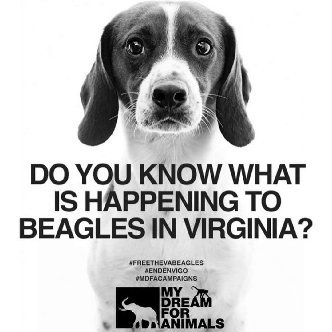 Lexi Bolingさんのインスタグラム写真 - (Lexi BolingInstagram)「Do you know know what’s happening to beagles in Virginia right now? Envigo is a breeding and testing facility in Cumberland, Virginia where 5,000 beagles are being imprisoned, starved, and tortured. Hundreds of beagles have died particularly newborn puppies, who were found frozen to death, stuck in cage doors, starved, and trapped in dirty drains.  All of the beagles there live there entire lives in filthy cages, exposed to extreme temperatures, maggot infested food and no veterinary care.  Although the USDA is aware and has cited Envigo over 70 citations, they have yet to shut down this horrific facility. On July 19th 2022 Envigos license is up for renual. Please help me, @mydreamforanimals and so many others in spreading the word so the USDA shuts them down for good. These innocent animals deserve freedom and to be moved to a home filled with love. The @beaglefreedom project has freed and rehabilitated beagles for years please help them in donating anything possible. 🙏🏼🙏🏼❤️ LINK IN BIO! #freethevabeagles #mdfacampaigns #endenvigo」6月3日 7時57分 - lexiboling