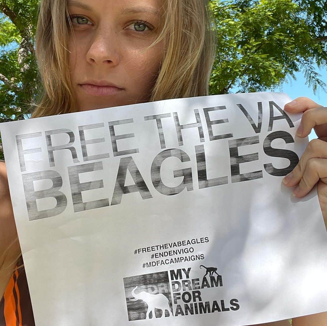 Lexi Bolingのインスタグラム：「Do you know know what’s happening to beagles in Virginia right now? Envigo is a breeding and testing facility in Cumberland, Virginia where 5,000 beagles are being imprisoned, starved, and tortured. Hundreds of beagles have died particularly newborn puppies, who were found frozen to death, stuck in cage doors, starved, and trapped in dirty drains.  All of the beagles there live there entire lives in filthy cages, exposed to extreme temperatures, maggot infested food and no veterinary care.  Although the USDA is aware and has cited Envigo over 70 citations, they have yet to shut down this horrific facility. On July 19th 2022 Envigos license is up for renual. Please help me, @mydreamforanimals and so many others in spreading the word so the USDA shuts them down for good. These innocent animals deserve freedom and to be moved to a home filled with love. The @beaglefreedom project has freed and rehabilitated beagles for years please help them in donating anything possible. 🙏🏼🙏🏼❤️ LINK IN BIO! #freethevabeagles #mdfacampaigns #endenvigo」