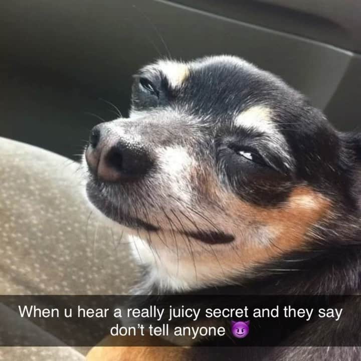 BarkBoxのインスタグラム：「Ur secret is safe with me 😈 no rlly it is I love the tea 😈   If u know this pup pls tag em so we can tag em and they get THE CREDIT THEY DESERVE 👏🏼   #barkbox #dogsofinstagram」