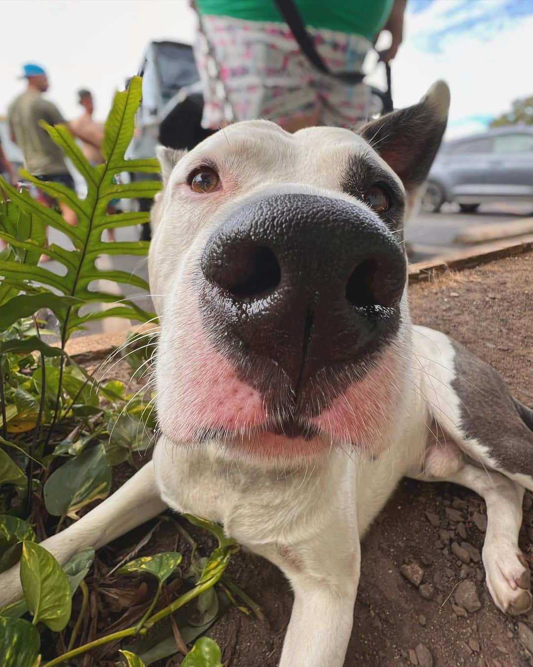 宮内理沙のインスタグラム：「🐶🤣🤍✨✨」