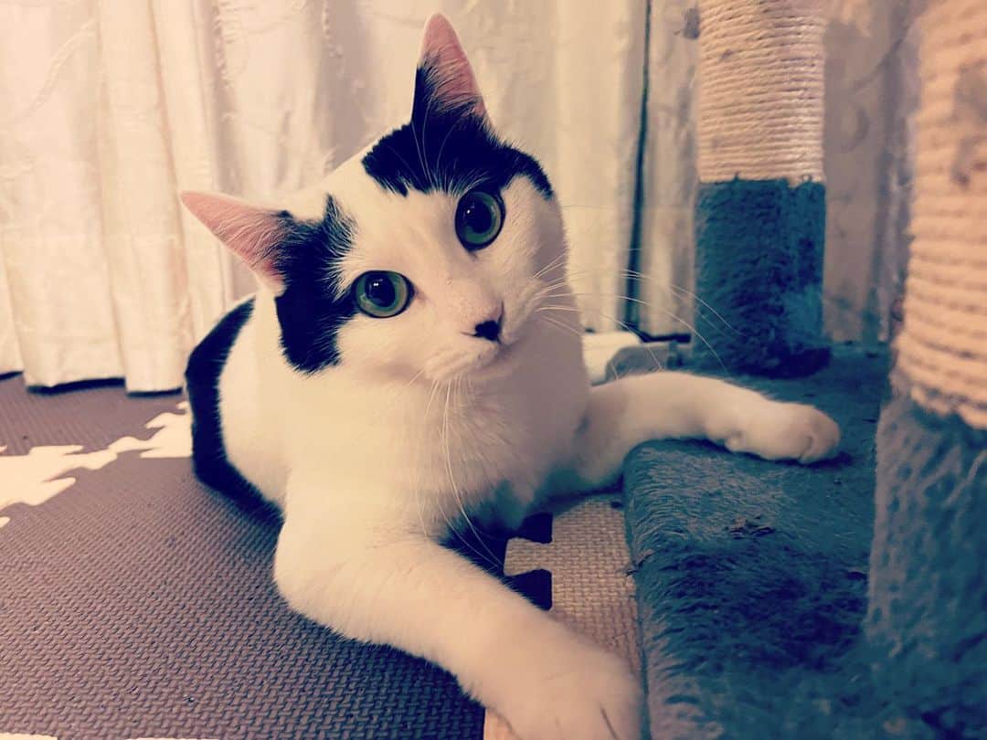山口治樹さんのインスタグラム写真 - (山口治樹Instagram)「2022/6/3 #猫 #ネコ #ねこ #cat #gato」6月3日 14時00分 - delpieroyh