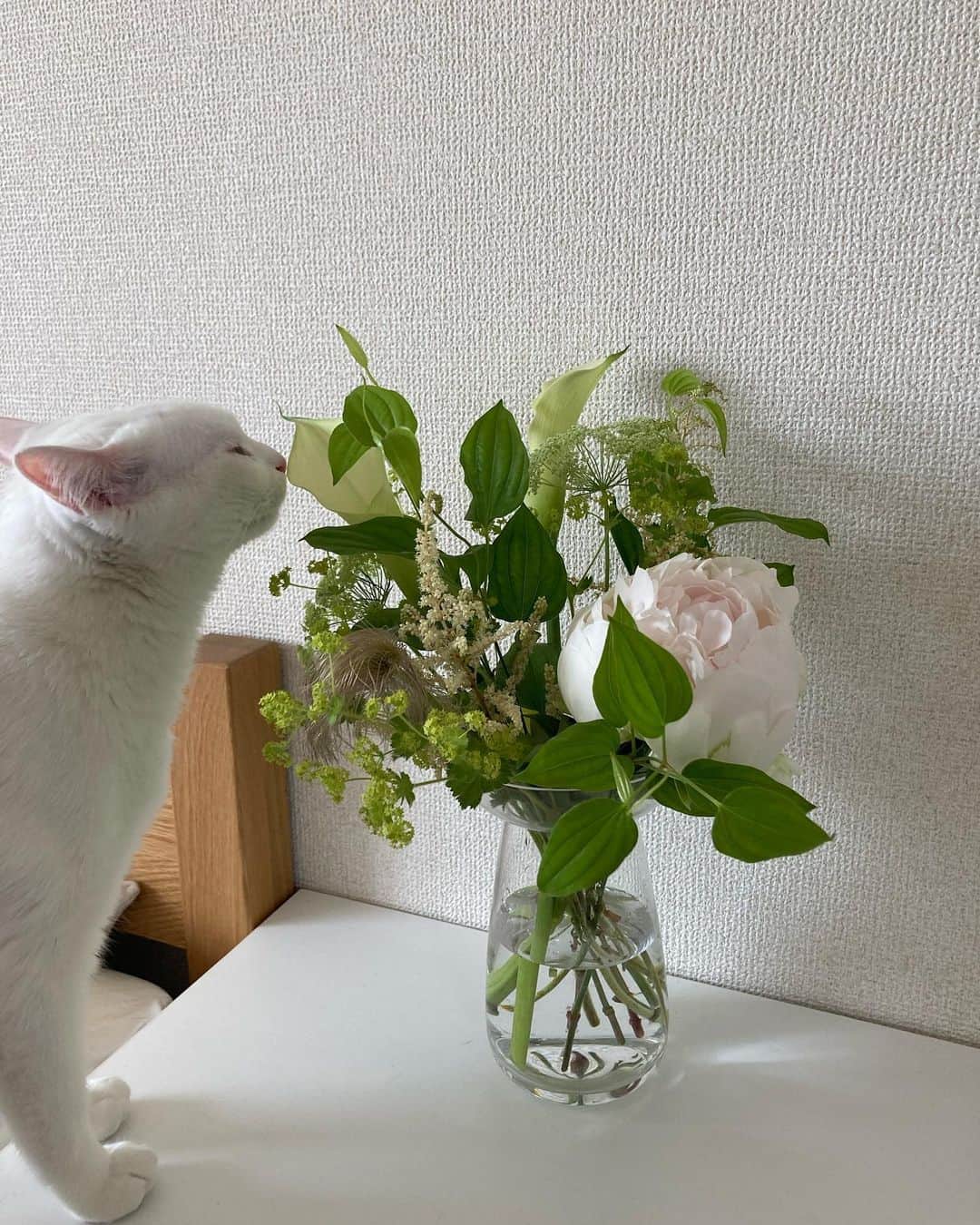 のインスタグラム：「Chouchou  うちのかわい子ちゃん  #life #kawaii #yolo」