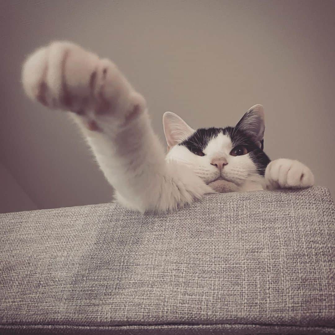 KAZUYAのインスタグラム：「グータッチ。 #猫 #cat」